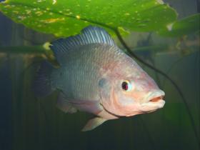 Mossambik-Buntbarsch