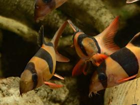 Eine kleine Gruppe von Prachtschmerlen