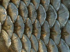 Seitenlinienorgan eines Rotauges