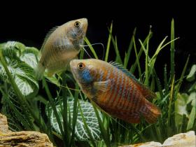 Zwerfadenfisch - Weibchen und Männchen