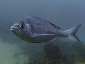 Streifenbrasse (Spondyliosoma cantharus)