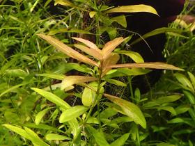 Aquarienpflanze Hygrophila polysperma