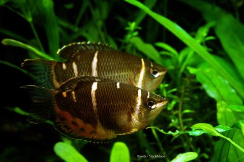 Zwei Schokoladenguramis im Aquarium