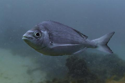 Streifenbrasse (Spondyliosoma cantharus)