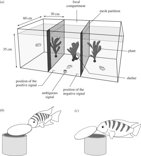 Amatitlania siquia - Buntbarsch - Setup©