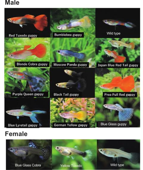Verschiedene Zuchtformen von Guppys