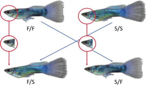 Abbildung der Kombination von Gesicht und Körper auf Fotos