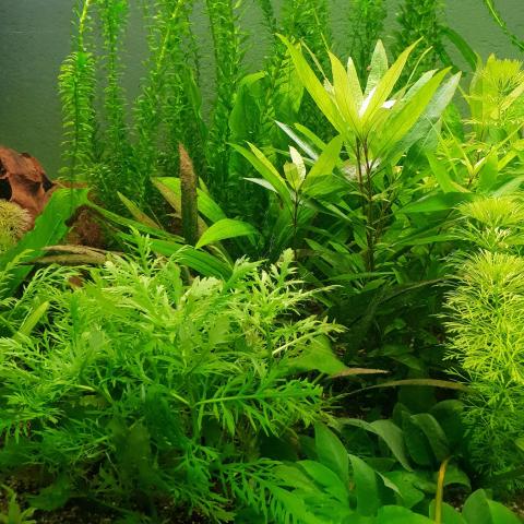 Wasserpflanzen