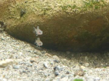 Zwei Jungfische auf Erkundungstour.