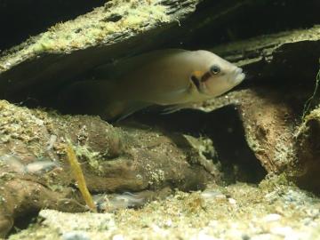 Ein Elterntier mit dem Nachwuchs.