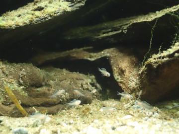 4 Wochen alte Jungfische.