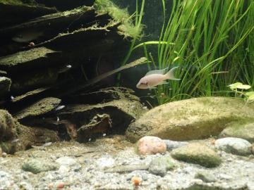 Die Jungfische bleiben in der Nähe der schützenden Steine.