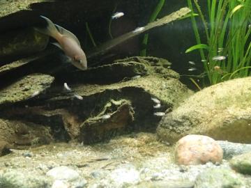 Die Jungfische werden immer neugieriger. 