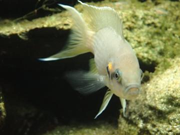 Feenbuntbarsch-Weibchen