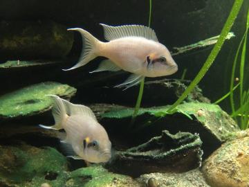 Die Elterntiere verteidigen gemeinsam mit den Jungen das Territorium.