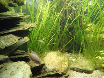 Der Nachwuchs hilft den Eltern bei der Aufzucht der nächsten Generation.