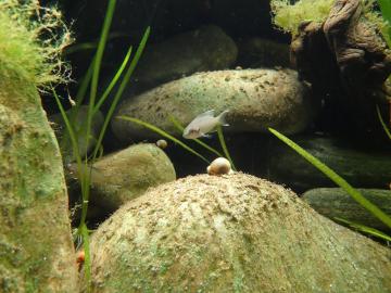 Feenbuntbarsch - Jungtfisch