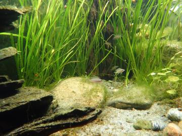 Junge Feenbuntbarsche