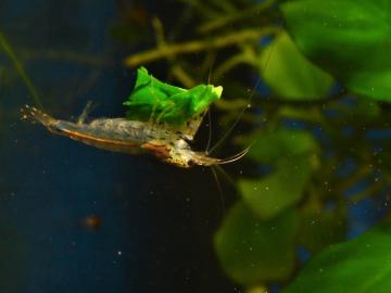 Rückenstrichgarnele