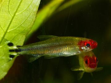 Blehers Rotkopfsalmler (Hemigrammus bleheri)