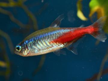 Neonsalmler (Paracheirodon innesi)