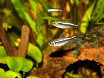 Schwarzer Neon (Hyphessobrycon herbertaxelrodi)