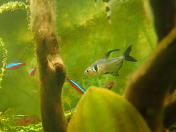 Ein männlicher Schwarzer Phantomsalmler (Hyphessobrycon megalopertus)