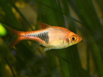 Espers Keilfleckbärbling (Trigonostigma espei)