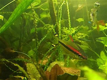 Denisonbarbe (Sahyadria denisonii)