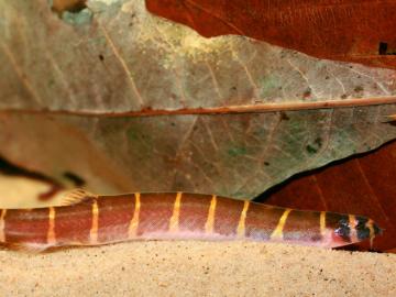 Dornauge (Pangio myersi)