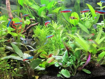 Frontalansicht des Aquariums