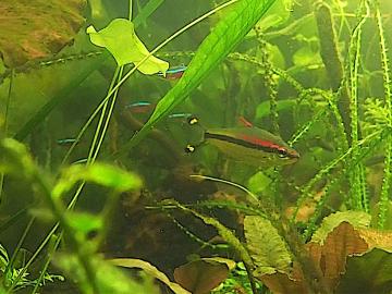 Denisionbarbe (vorne), Rote Neon (hinten)