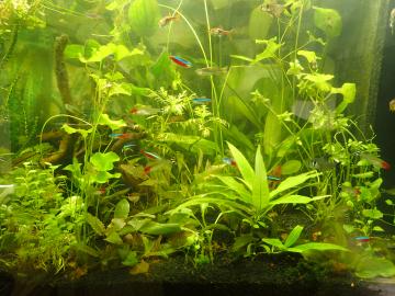 Die Gruppen schwimmen zusammen, vermischen sich aber mit den anderen Arten