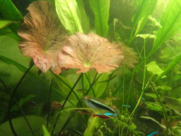 vorne: Seerose (Nymphea), hinten: Schwertpflanze (Echinodorus sp.)