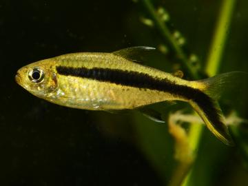 Schrägschwimmer (Thayeria boehlkei)