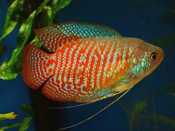 Zwergfadenfisch-Männchen