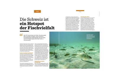 Artikel: Die Schweiz ist ein Hotspot der Fischvielfalt