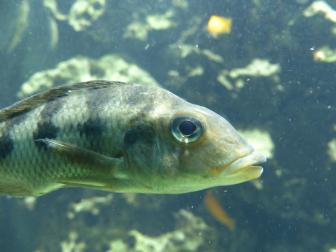 Buntbarsch Maylandia lombardoi 