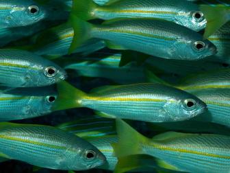 Fischschwarm