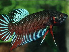 Siamesischer Kampffisch - Männchen - Wildform
