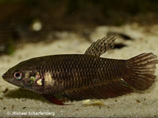 Siamesischer Kampffisch - Weibchen - Wildform