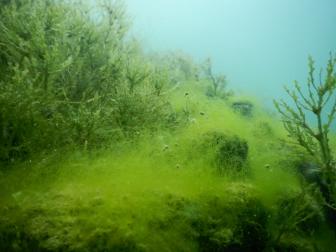 Unterwasser-Lebenraum