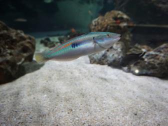 Lippfisch in einem Aquarium