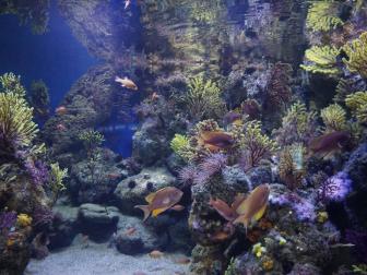 Riff im Aquarium Barcelona
