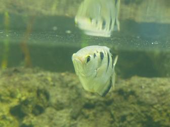Schützenfisch
