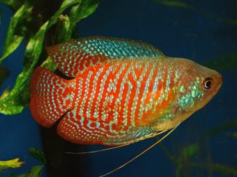 Zwerfadenfische - Männchen