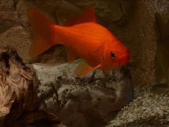 Goldfisch - Wildtyp