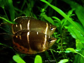 Zwei Schokoladenguramis im Aquarium