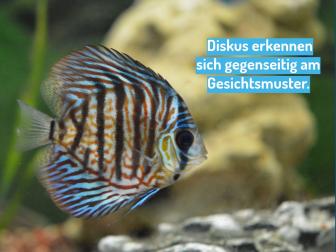 Diskusfische erkennen sich am Gesichtsmuster