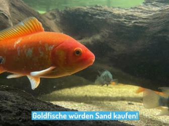 Goldfische würden Sand kaufen!